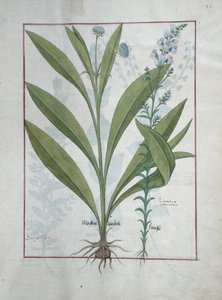 Devils-Bit Scabious and Toadflax, Illustration from The Book of Simple Medicines, by Mattheaus Platearius (d.c.1161) c.1470 by Robinet Testard